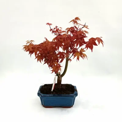Acer-palmatum-7-años