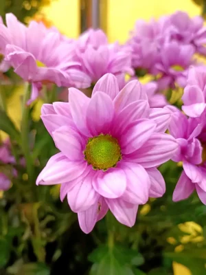 floristería torrejón de ardoz a domicilio