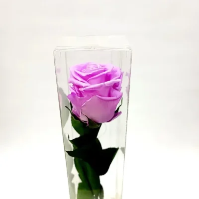 rosa-eterna-larga-rosa