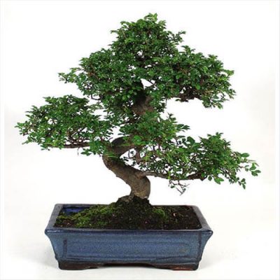 oferta bonsái Zelkova 10 años