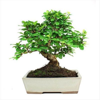 oferta bonsai carmona 10 años