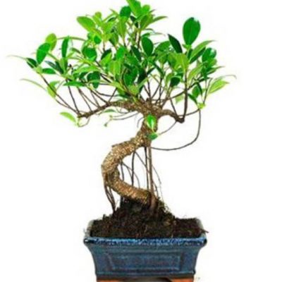 Bonsái Ficus Retusa