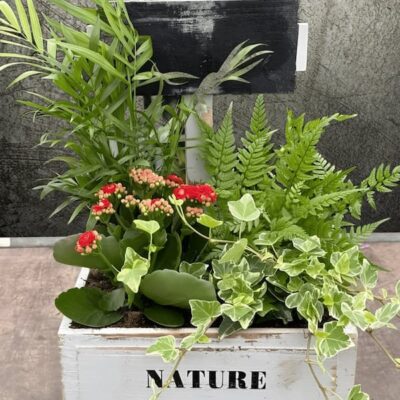 Composición de plantas de interior sobre caja de madera.