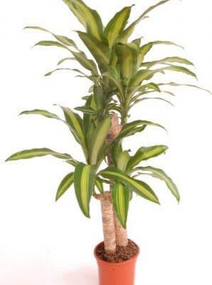 Dracaena Massangeana 2 troncos