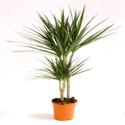 Dracaena Marginata