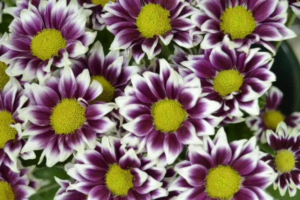 flores torrejón de ardoz