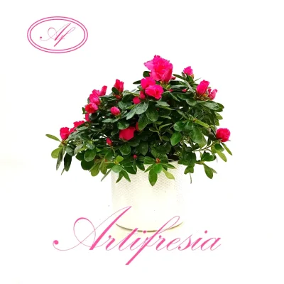 floristerías en torrejon de ardoz