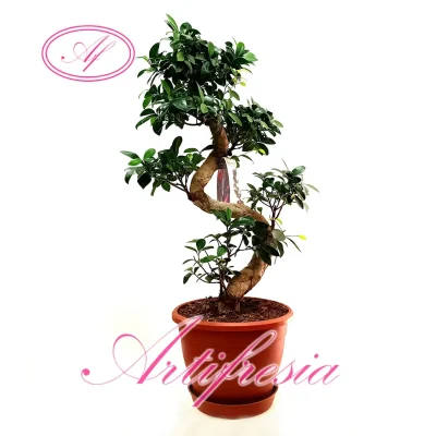 floristerías en Torrejón de Ardoz