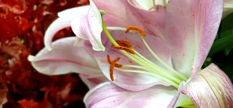 interflora torrejón de ardoz