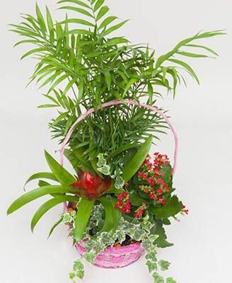 Cesta de Plantas