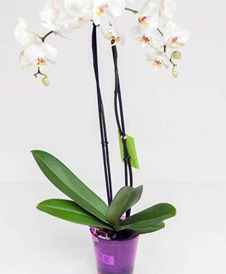 Phalaenopsis