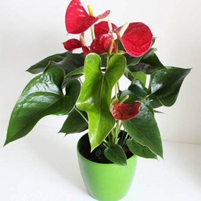 Anthurium