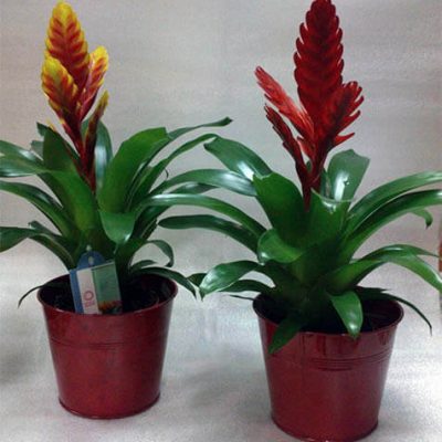 Bromelia