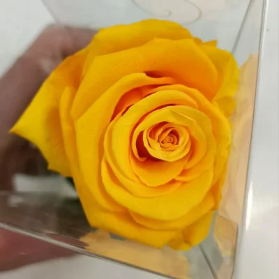 rosa eterna amarilla corta foto detalle