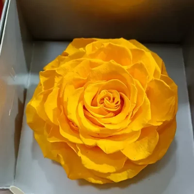 rosa eterna amarilla grande detalle