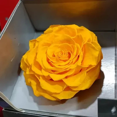 rosa eterna amarilla grande