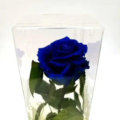 rosa-eterna-azul
