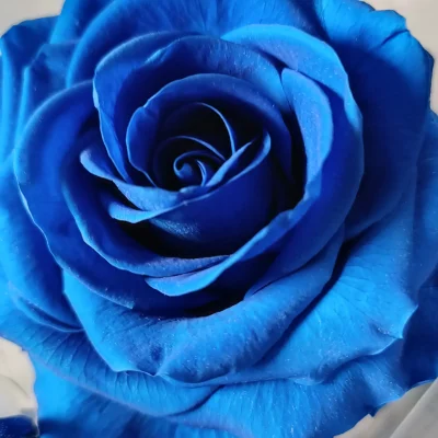 rosa eterna azul premium