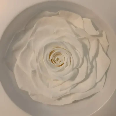 rosa eterna blanca cabeza