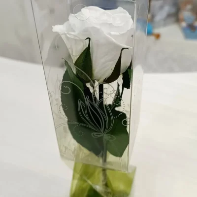 rosa eterna blanca corta