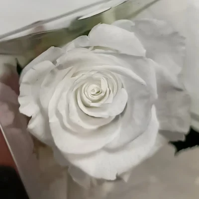 rosa eterna blanca corta foto detalle