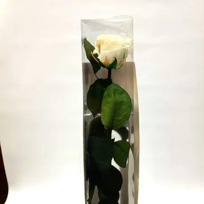 rosa-eterna-blanca-larga