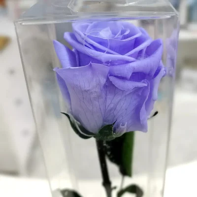 rosa eterna lila larga