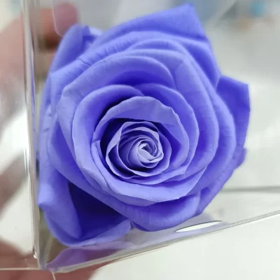rosa eterna lila larga plano detalle