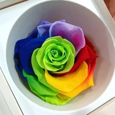 Rosa Eterna Multicolor Cabeza