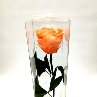 rosa-eterna-naranja-larga