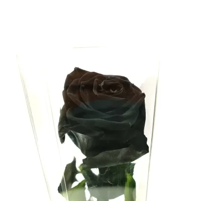 rosa eterna negra individual