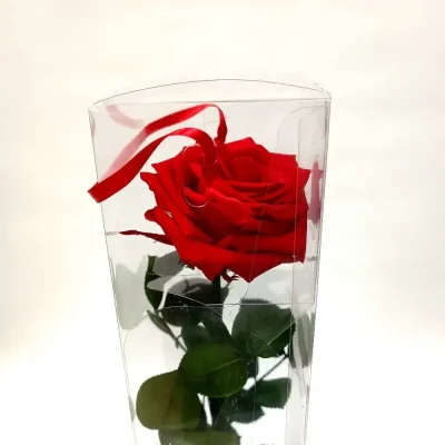 rosa-eterna-roja