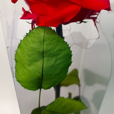rosa eterna roja premium
