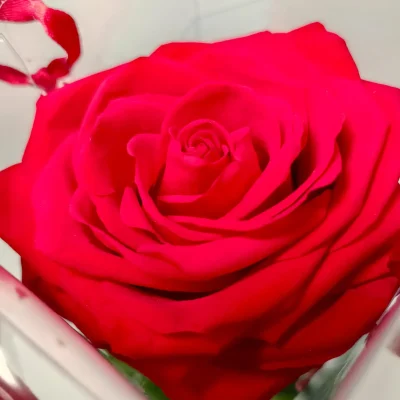 rosa eterna roja premium