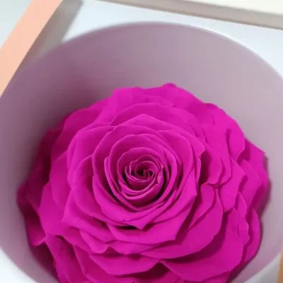 rosa eterna rosa cabeza