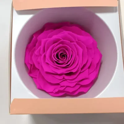 rosa eterna rosa cabeza foto detalle