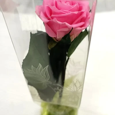 rosa eterna rosa claro corta
