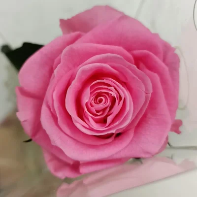 rosa eterna rosa claro corta plano detalle
