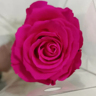 rosa eterna rosa fuerte corta foto detalle
