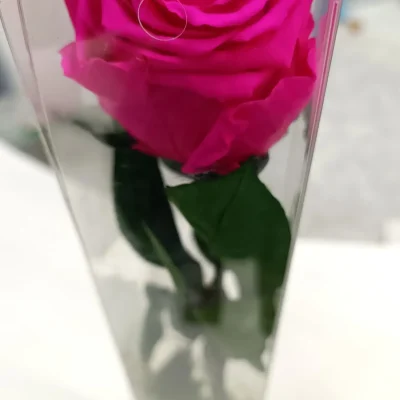 rosa eterna rosa fuerte larga foto frontal