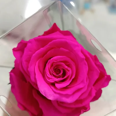 rosa eterna rosa fuerte larga