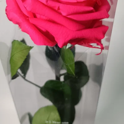 rosa eterna rosa premium