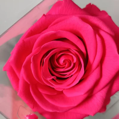 rosa eterna rosa premium