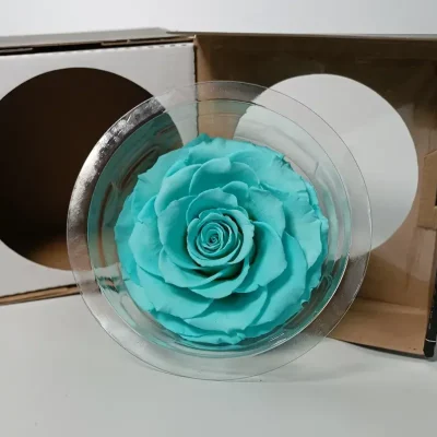 Rosa Eterna Turquesa Cabeza en caja