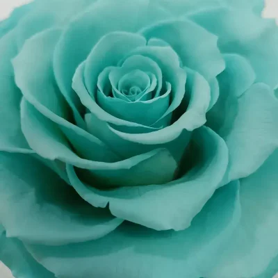 Rosa Eterna Turquesa Cabeza foto detalle