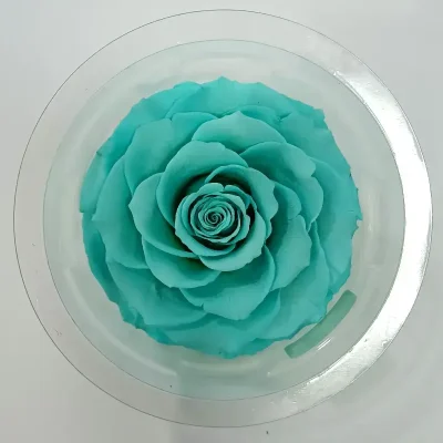 Rosa Eterna Turquesa Cabeza