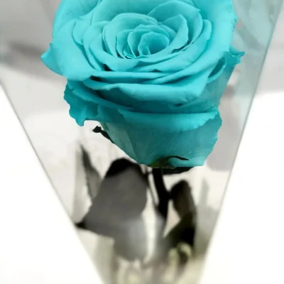 rosa eterna turquesa larga foto principal