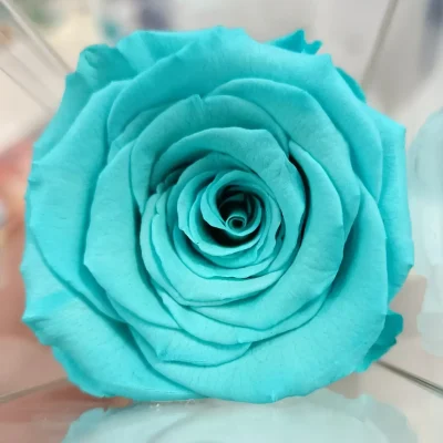 rosa eterna turquesa larga foto detalle