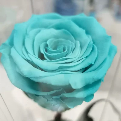 rosa eterna turquesa larga foto desde arriba