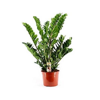 Zamioculcas